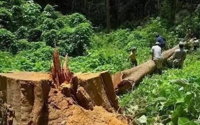 缅甸花梨（大果紫檀）逐步成为红木家具的“主力军”。